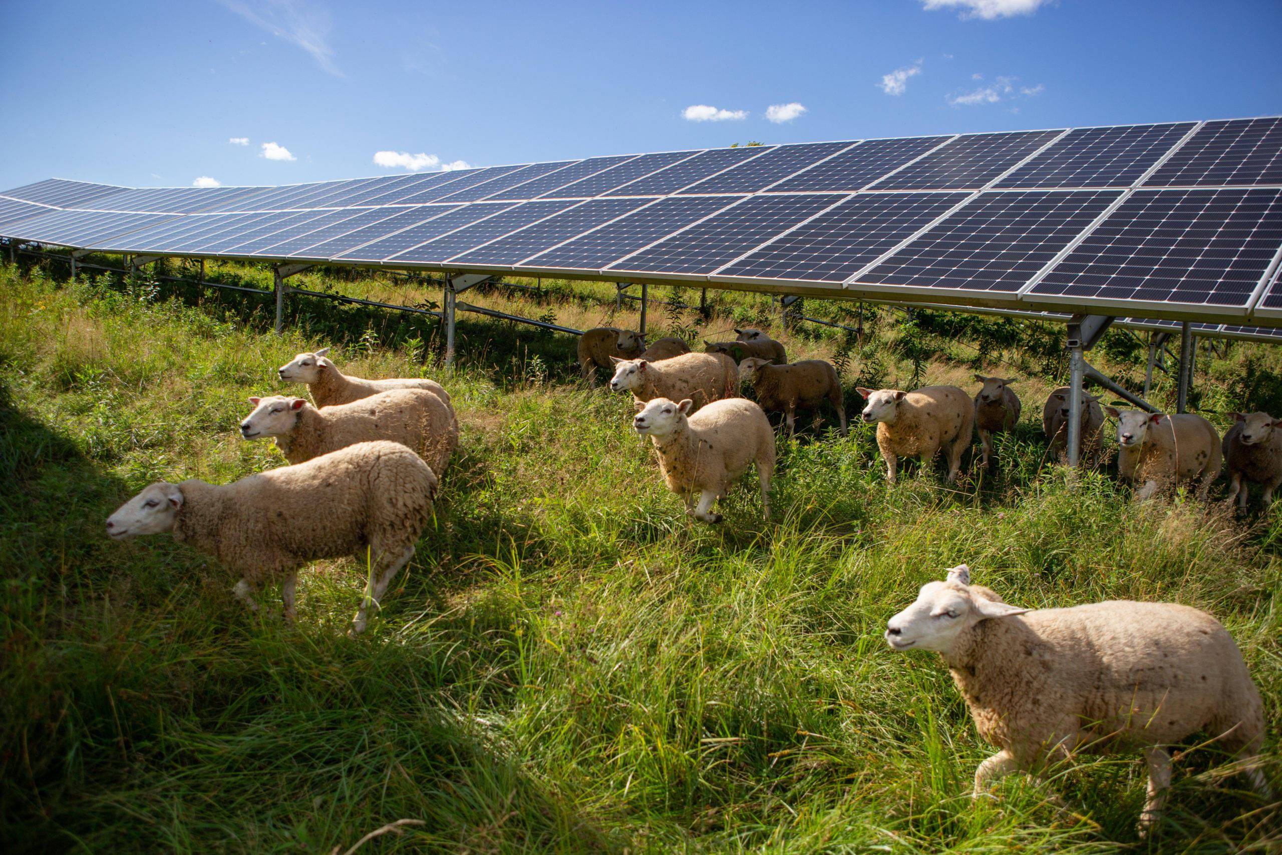 Solar Panels with Blue Sky